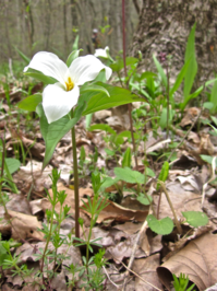 Trillium grandiflorum (white Trillium)